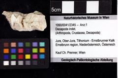 Foto (Objket + Etiketten) von Decapoda indet. 